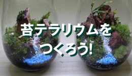 あなたも一日大自然クリエイターに！～苔テラリウムの小さな宇宙～